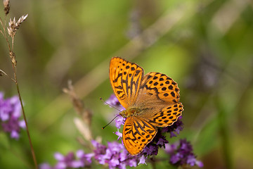 Image showing orange butterfly