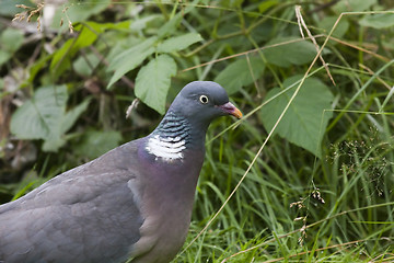 Image showing forest pigeon