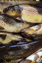 Image showing Fresh fish