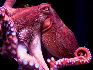 Image showing Octopus