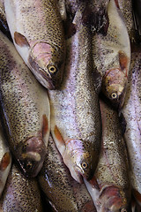 Image showing Fresh fish