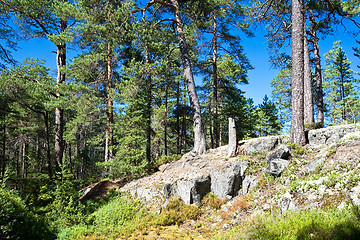 Image showing Pines