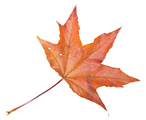 Image showing Maple