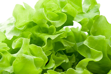 Image showing Lettuce