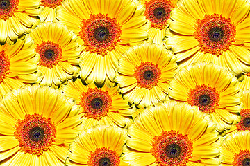 Image showing Flowers background