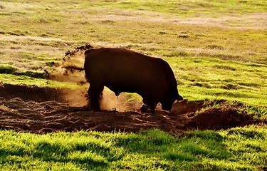 Image showing Bull at sunrise