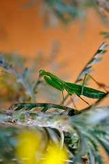 Image showing Praying Mantis