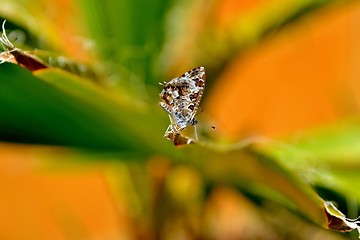 Image showing Little butterfly