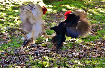 Image showing Cock fight