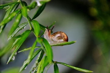 Image showing Garden snail