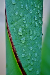 Image showing Wild Banana Leaf