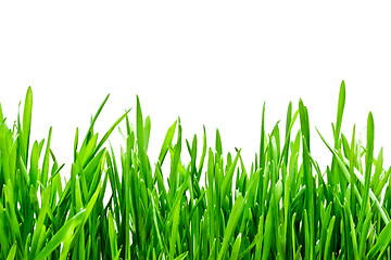 Image showing Green grass