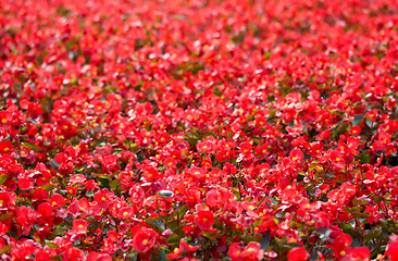 Image showing Red flowers