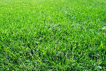 Image showing Grass