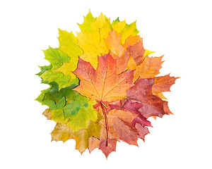 Image showing Maple background