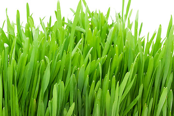 Image showing Green grass