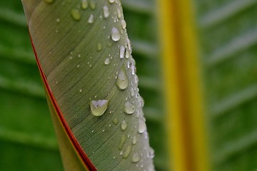 Image showing Wild Banana Leaf