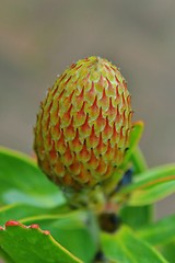 Image showing Pincushion Protea Bud