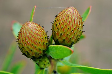 Image showing Pincushion Protea Bud