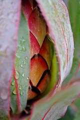 Image showing Protea blossom bud