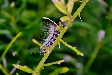 Image showing Hairy caterpilla