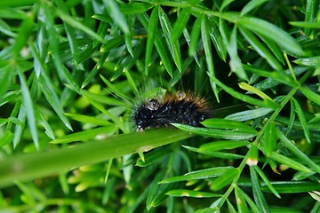 Image showing Hairy caterpilla