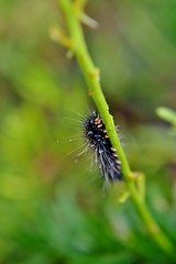 Image showing Hairy caterpillar