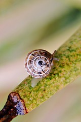 Image showing Garden Snail