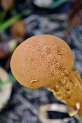 Image showing Brown mushroom