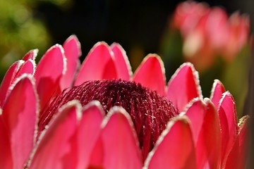 Image showing Protea blossom