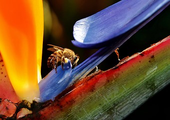 Image showing Strelitzia Reginae