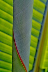 Image showing Wild Banana Leaf