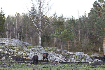 Image showing rural scene in norway with two horses