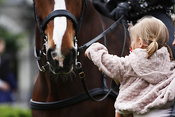 Image showing Padding police horse