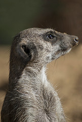 Image showing Meerkat