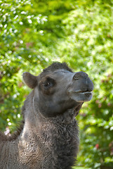 Image showing Camel