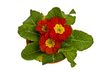 Image showing Primula