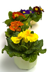 Image showing Primula