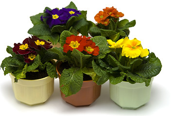 Image showing Primula