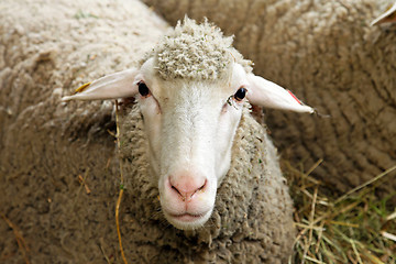 Image showing Sheep