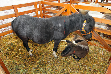 Image showing Pony