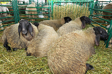 Image showing Sheep pen