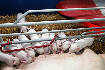 Image showing Pigglets