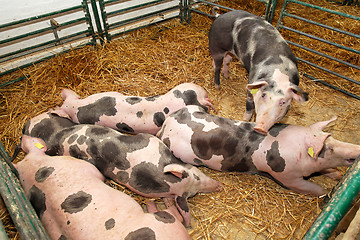 Image showing Pig farm