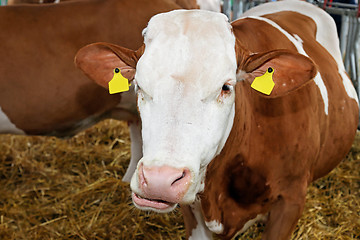 Image showing Cow