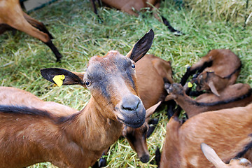 Image showing Goat