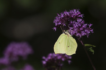 Image showing brimstone butterfly