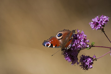 Image showing peacock butterfly