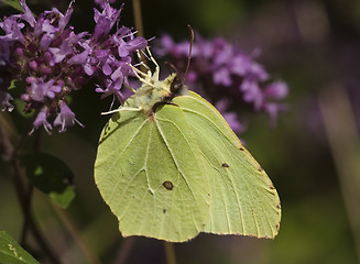 Image showing brimstone butterfly