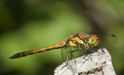 Image showing dragon fly